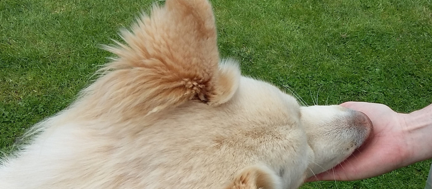 Treats your dog will love or your Money Back