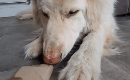 HQ Training Drill: Loo Roll Treats - An Easy Enrichment Game for Dogs