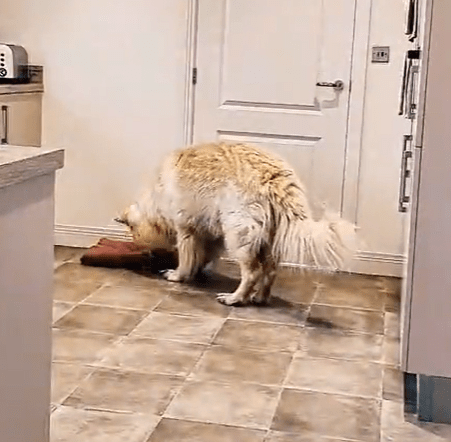 HQ Training Drill: Towel Catch - An Easy Game to Help Your Dog Wait