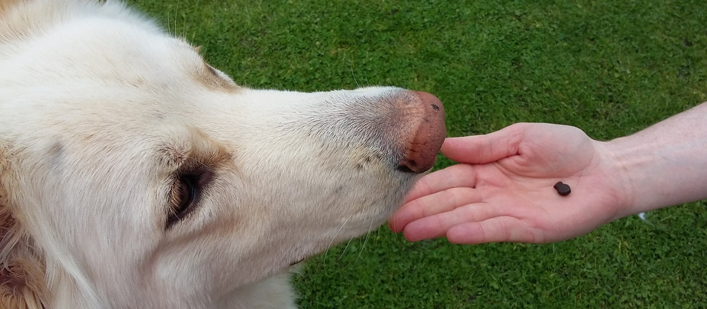 Premium Grain Free Treats