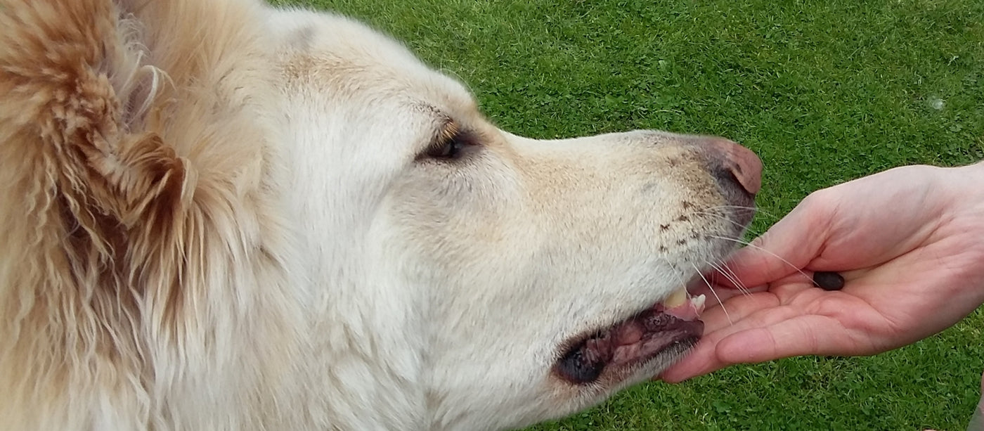 Perfect Training Treats