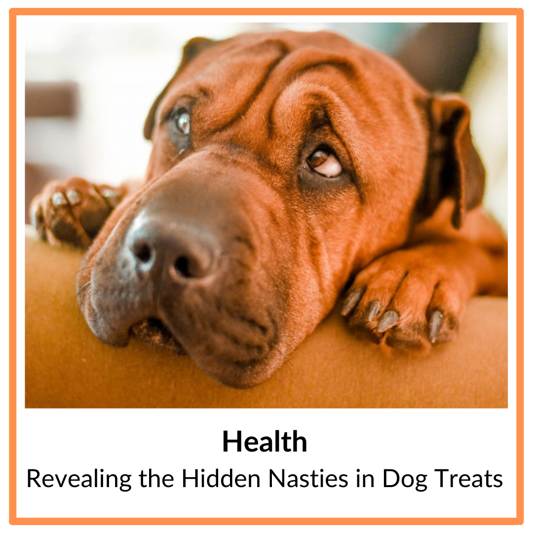 Health - revealing the hidden nasties in dog treats