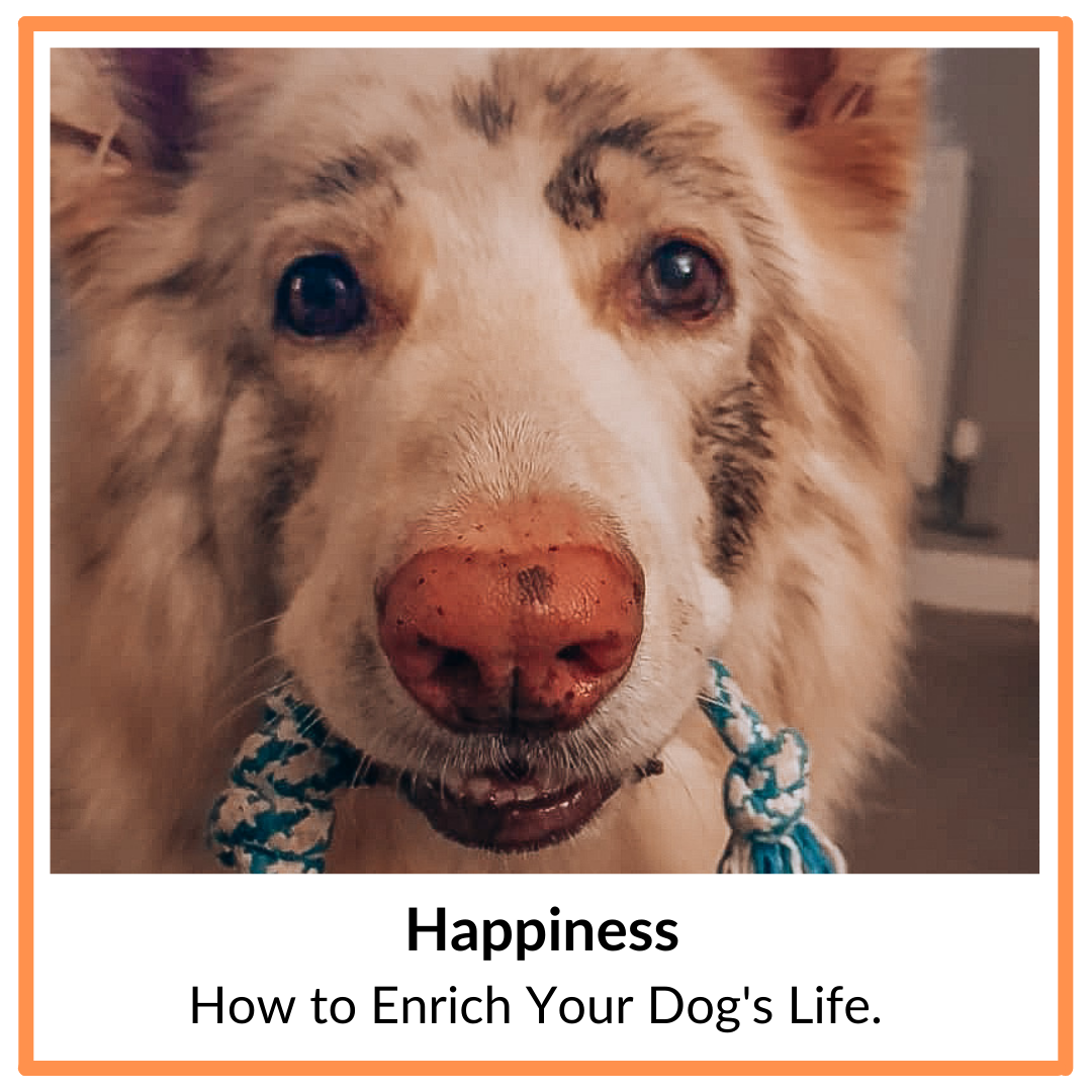 Happiness - how to enrich your dog's life