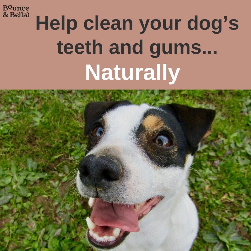 Natural Rabbit Ears with Hair,  Rich in Collagen & Natural Dental Chews (from the Tasting Platter)