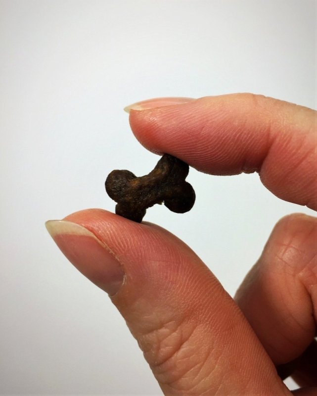 A close-up of a Grain-Free Poultry treats being held between two fingers. 