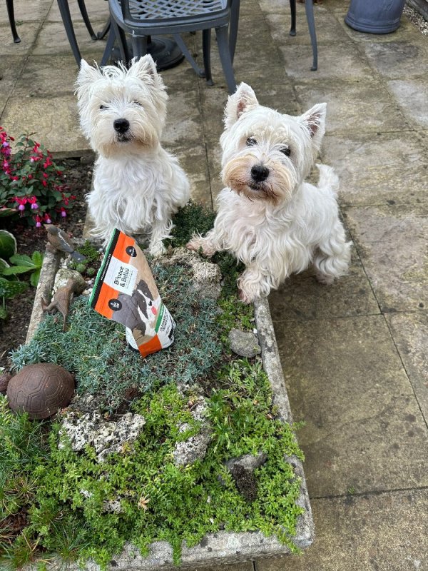 Rosie and Gracie waiting for their favourite poultry treats!